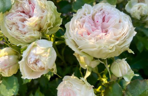 Żuławska Chata - Foto 4