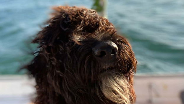 Perro preparado para la travesía por el Guadiana