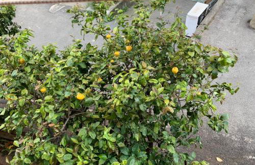 House Sunflower by Holiday World - Foto 8