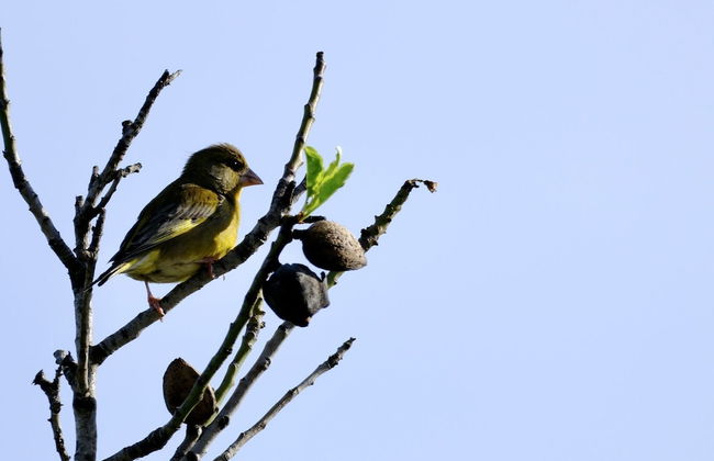 Delightful, Authentic Quinta with Swimming Pool near Beach & Towns - Photo 40