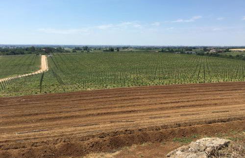 Il Casale degli Ulivi - Agriturismo - TENIMENTI LEONE - Foto 34