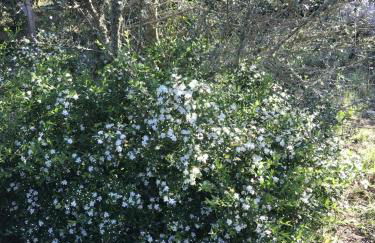 Mini-villas Célia à BONIFACIO - Foto 41