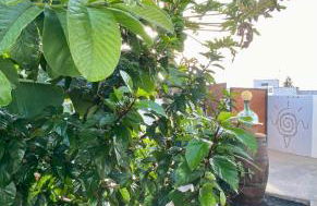 Jardín del mar - Photo 5