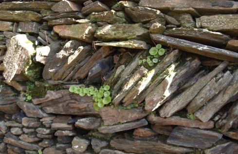 Moinho das Eiras - Foto 19