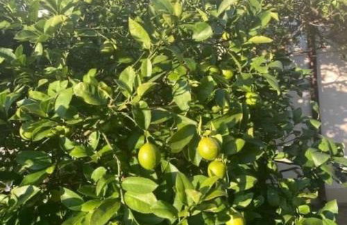 Vila Klara double room - terrace view - Foto 36