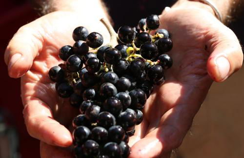 Tenuta San Marcello - Foto 42