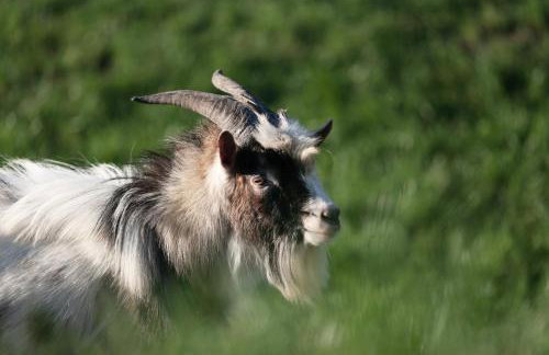 Gospodarstwo Agroturystyczne Kowalowe Wzgórze - Foto 30