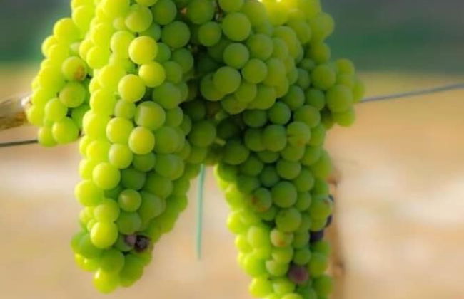 Agriturismo Il Megalite - Foto 61