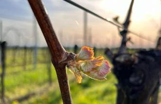 Am Storchennest - Foto 29