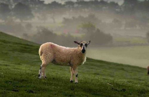 Inglewood Apartment, Ingleton, Yorkshire Dales National Park, Famous Three Peaks, Near The Lake District, Pets Are Welcome - Foto 33