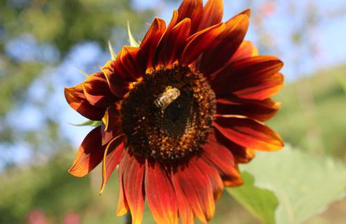 Schwoererhof - Photo 9