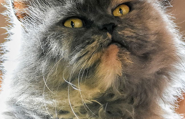 Skarlinówka - Foto 22