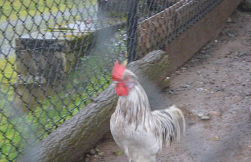 House on Acreage with Farm Animals in Bothell, Close to Seattle Bellevue Kirkland - Foto 37