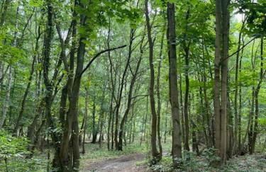 Ferien am Goldberger See - Foto 7
