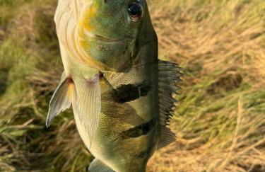 Casa de Campo Paraíso na canastra - Foto 65