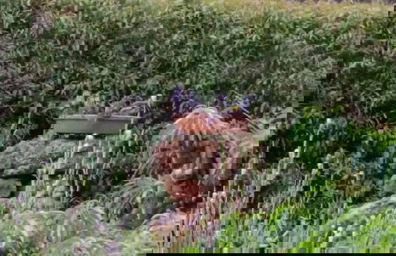 Woody Grange Chalets - Foto 8