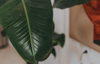 The Boho Blue - Foto 14