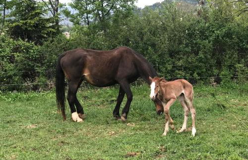 Gîtes Belle Vue - Photo 52