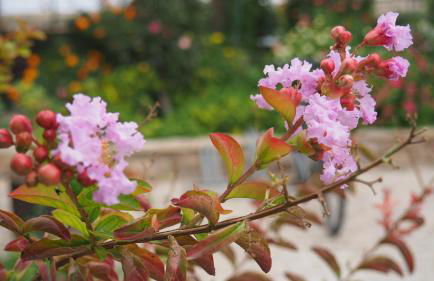 L'Era de Cal Roger - Foto 115