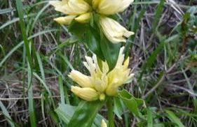 Xalet de muntanya en Parc Natural a 2000 metres - Foto 47