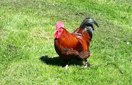 BodenSEE Apartment Neukirch Wangener Strasse - Foto 12