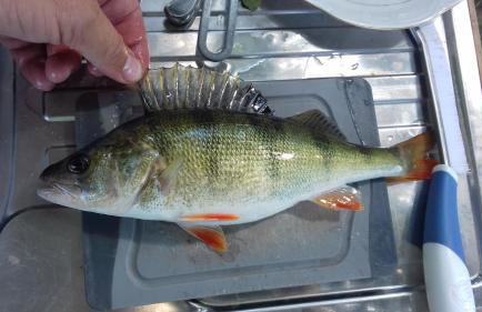 Pauza Drzewoszewo - Dom nad jeziorem - Foto 19