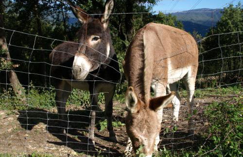 Costa D'Orsola - Foto 12