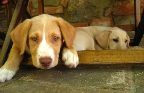 Villa La Lodola - Photo 66