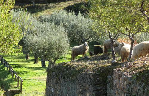Quinta das Aveleiras - Foto 34