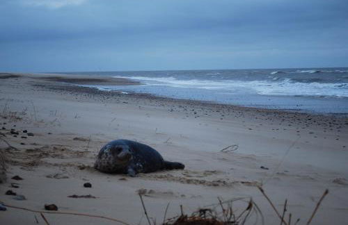 Lazy Days Cottage - Foto 53