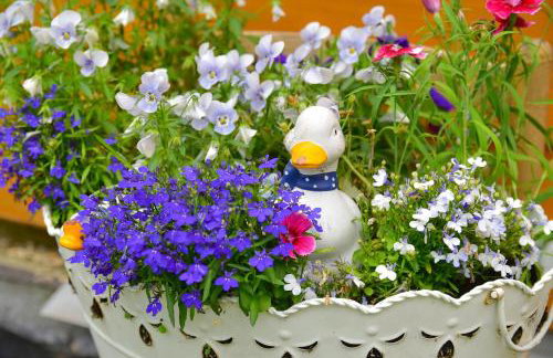 Wilcza Gajowka - Foto 11