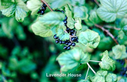 Lavender House - Foto 79