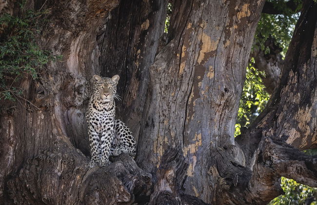 Kolokolo Safari Home – Mashatu Game Reserve - Foto 16