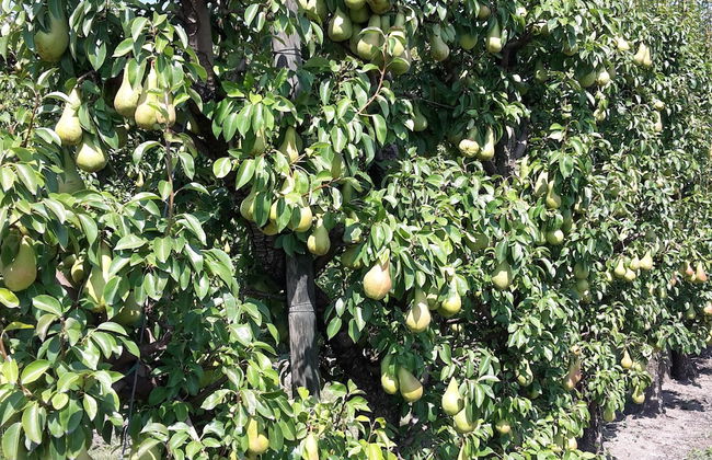 Agriturismo Dosso al Porto - Foto 37