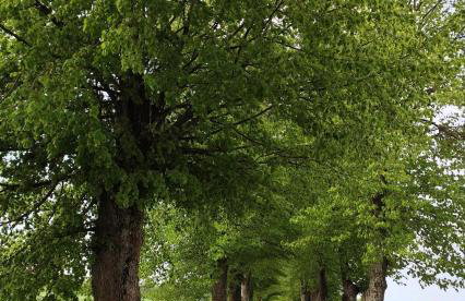 Stara Karczma Sypitki - Foto 19