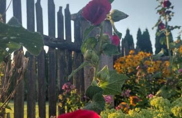 Siedlisko Jelonki - Foto 50