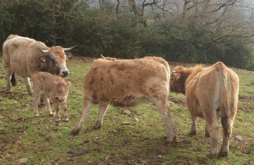 Gite "la nature" - Foto 19