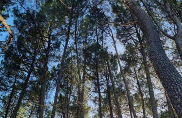 Casa da Ti Paqueta - Foto 24