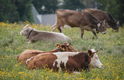 Sottla - your mountain home - Photo 46