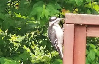 Treehouse Place at Deer Ridge Featured top 10 USA - Foto 34