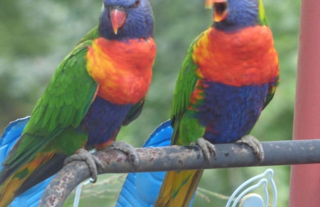 Werekataba - Foto 31