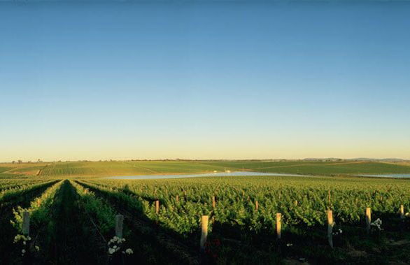 The Sampson - Orange - Foto 26