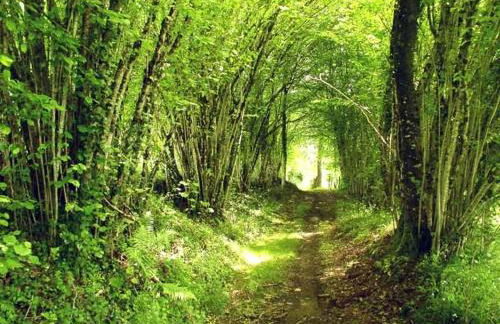 Cottage in Dordogne - Foto 43