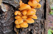 Kolej na sudety - Foto 30