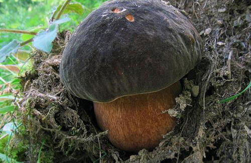 Agriturismo Le Querciole - Photo 11