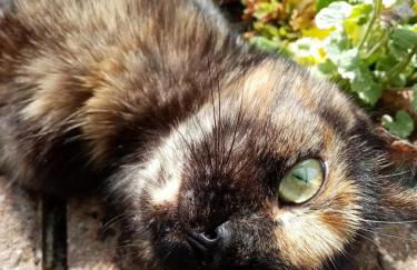 Lüns Ökoferien - Foto 15