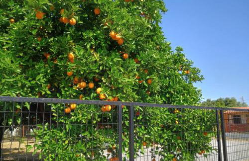 Joanna's House - Foto 27