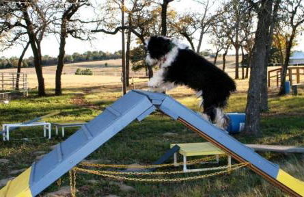 Pet-Friendly Getaway with a Hot Tub near Austin Texas - Foto 13