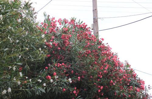 Villla Giallo - Photo 12