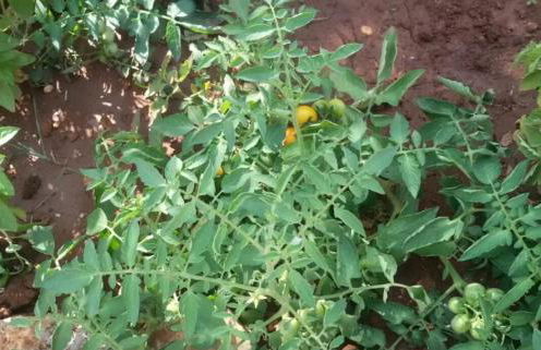 Infinity Pool Villa - Foto 56